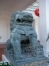 Lion 1